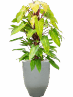 Philodendron Painted Lady In One And Only D 22 H 131 cm - PlantenShop24 - 04-06-2025