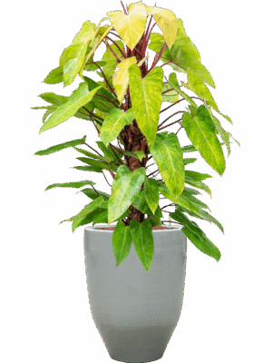 Philodendron Painted Lady In One And Only D 22 H 131 cm - PlantenShop24 - 04-06-2025