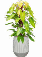 Philodendron Painted Lady In Ridged D 22 H 128 cm - PlantenShop24 - 04-06-2025