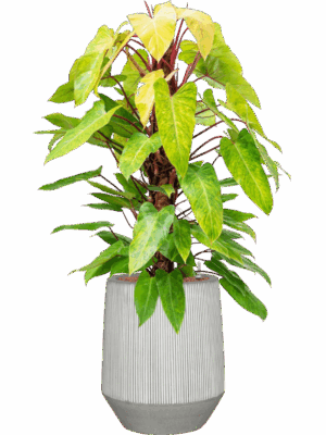 Philodendron Painted Lady In Ridged D 22 H 128 cm - PlantenShop24 - 13-06-2025