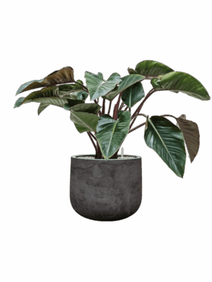Philodendron Red Beauty In Baq Algar D 27 H 84 cm - PlantenShop24 - 23-06-2025