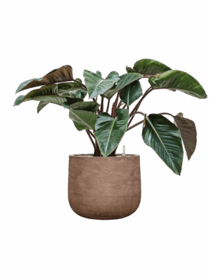 Philodendron Red Beauty In Baq Algar D 27 H 85 cm - PlantenShop24 - 23-06-2025