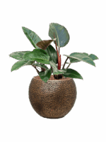 Philodendron Red Congo In Baq Opus Hit D 22 H 69 cm - PlantenShop24 - 16-06-2025