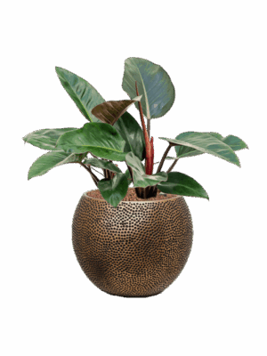 Philodendron Red Congo In Baq Opus Hit D 22 H 69 cm - PlantenShop24 - 16-06-2025