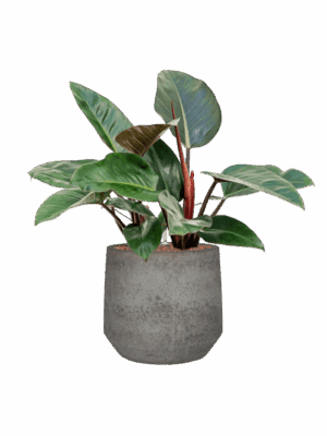 Philodendron Red Congo In Cement & Stone D 22 H 67 cm - PlantenShop24 - 16-06-2025