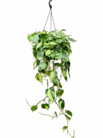 Philodendron Scandens Brasil D 28 H 100 cm - PlantenShop24 - 04-06-2025