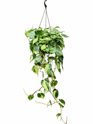 Philodendron Scandens Brasil D 28 H 100 cm - PlantenShop24 - 04-06-2025