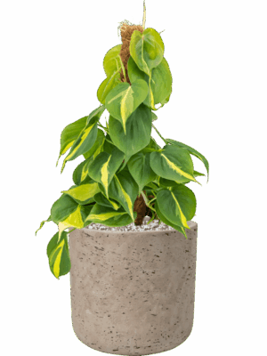 Philodendron Scandens Brasil In Rough D 15 H 46 cm - PlantenShop24 - 05-06-2025