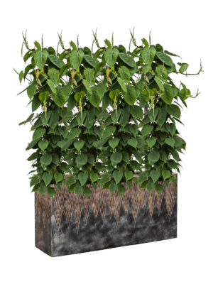 Philodendron Scandens In Baq Luxe Lite Universe Comet D 22 H 135 cm - PlantenShop24 - 19-06-2025