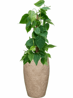 Philodendron Scandens In Coast Mountains D 19 H 92 cm - PlantenShop24 - 09-06-2025