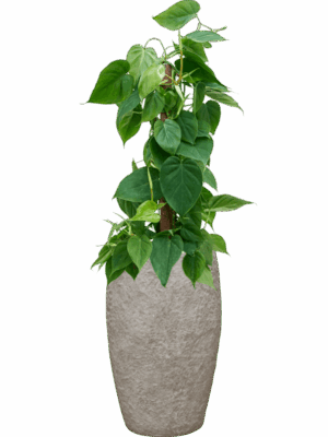 Philodendron Scandens In Coast Mountains D 19 H 92 cm - PlantenShop24 - 09-06-2025