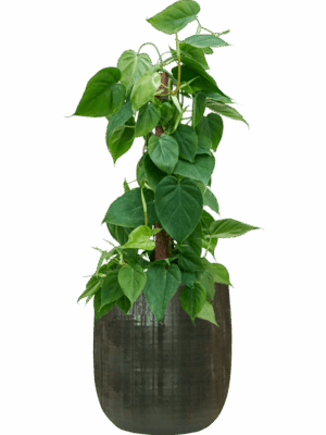 Philodendron Scandens In Plain Striped D 19 H 83 cm - PlantenShop24 - 02-06-2025