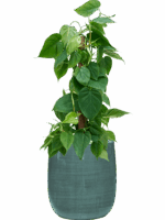 Philodendron Scandens In Plain Striped D 19 H 83 cm - PlantenShop24 - 02-06-2025