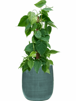 Philodendron Scandens In Plain Striped D 19 H 83 cm - PlantenShop24 - 02-06-2025