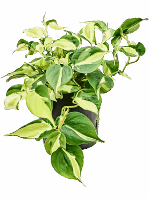 Philodendron Scandens Rio D 13 H 25 cm - PlantenShop24 - 02-07-2025