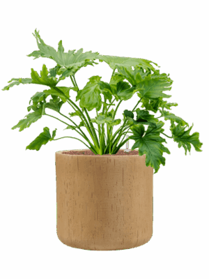 Philodendron Selloum In Baq Raindrop D 25 H 70 cm - PlantenShop24 - 26-06-2025