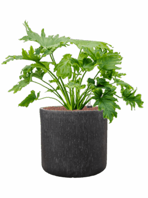 Philodendron Selloum In Baq Raindrop D 25 H 70 cm - PlantenShop24 - 26-06-2025