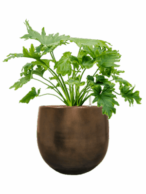 Philodendron Selloum In Esra D 25 H 71 cm - PlantenShop24 - 26-06-2025