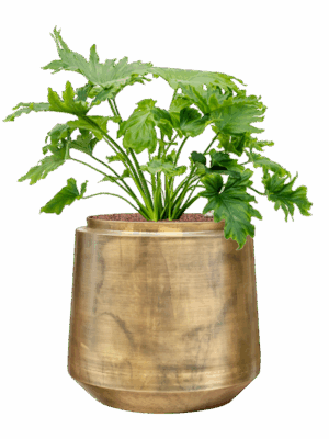 Philodendron Selloum In Indigo D 25 H 79 cm - PlantenShop24 - 26-06-2025