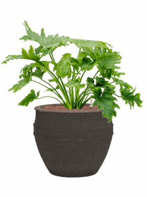 Philodendron Selloum In Mediterranean D 25 H 70 cm - PlantenShop24 - 26-06-2025