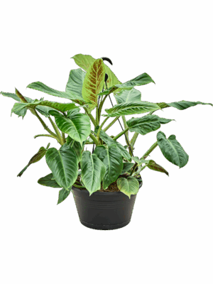 Philodendron Subhastatum D 28 H 50 cm - PlantenShop24 - 25-06-2025