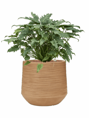 Philodendron Xanadu In Baq Dune D 28 H 74 cm - PlantenShop24 - 27-06-2025