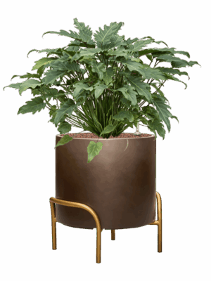 Philodendron Xanadu In Baq Gradient Elevated D 28 H 81 cm - PlantenShop24 - 27-06-2025