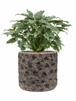 Philodendron Xanadu In Baq Luxe Lite Universe Moon D 28 H 76 cm - PlantenShop24 - 27-06-2025