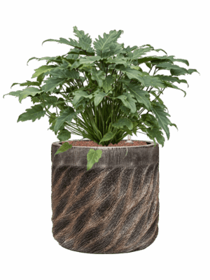 Philodendron Xanadu In Baq Luxe Lite Universe Wave D 28 H 75 cm - PlantenShop24 - 27-06-2025