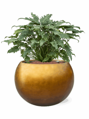 Philodendron Xanadu In Baq Metallic Silver Leaf D 28 H 73 cm - PlantenShop24 - 10-06-2025