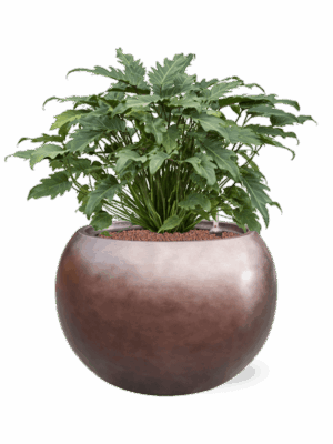 Philodendron Xanadu In Baq Metallic Silver Leaf D 28 H 73 cm - PlantenShop24 - 27-06-2025