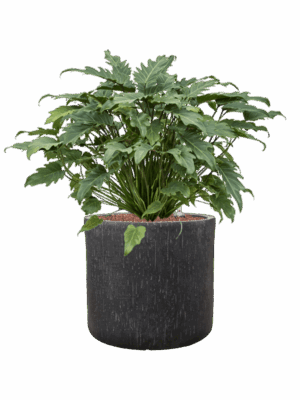 Philodendron Xanadu In Baq Raindrop D 28 H 70 cm - PlantenShop24 - 27-06-2025