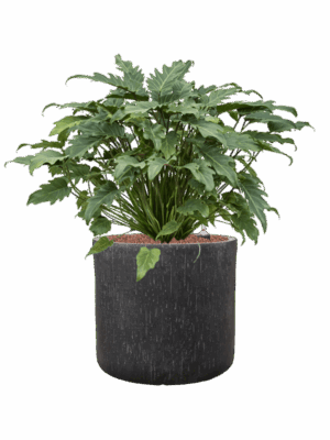 Philodendron Xanadu In Baq Raindrop D 28 H 70 cm - PlantenShop24 - 27-06-2025