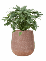 Philodendron Xanadu In Baq Terrazzo D 28 H 78 cm - PlantenShop24 - 27-06-2025