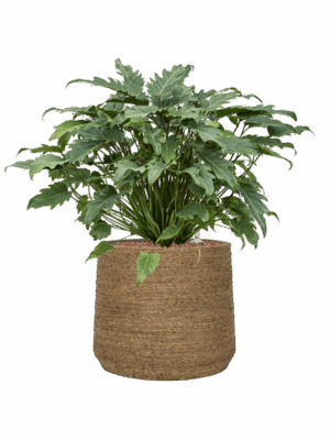 Philodendron Xanadu In Bohemian D 28 H 68 cm - PlantenShop24 - 10-06-2025