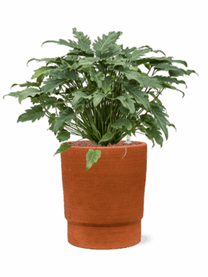 Philodendron Xanadu In Chao D 28 H 74 cm - PlantenShop24 - 27-06-2025