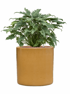Philodendron Xanadu In Cylinder D 28 H 77 cm - PlantenShop24 - 10-06-2025