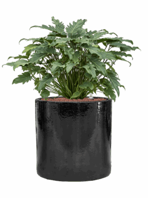 Philodendron Xanadu In Cylinder D 28 H 77 cm - PlantenShop24 - 10-06-2025
