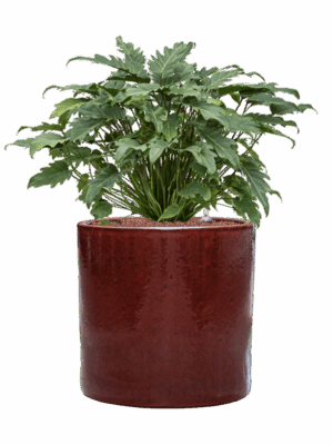 Philodendron Xanadu In Cylinder D 28 H 77 cm - PlantenShop24 - 10-06-2025