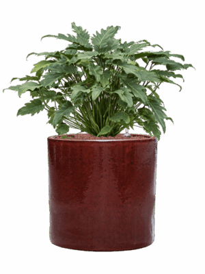 Philodendron Xanadu In Cylinder D 28 H 77 cm - PlantenShop24 - 27-06-2025