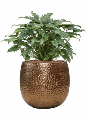 Philodendron Xanadu In Marly D 28 H 75 cm - PlantenShop24 - 10-06-2025