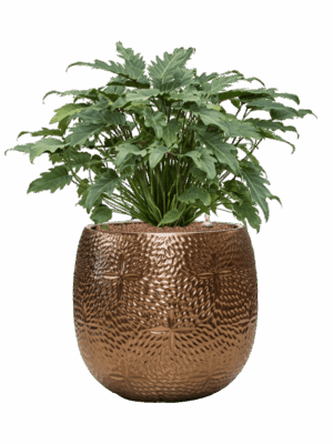 Philodendron Xanadu In Marly D 28 H 75 cm - PlantenShop24 - 27-06-2025