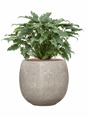 Philodendron Xanadu In Marly D 28 H 75 cm - PlantenShop24 - 27-06-2025