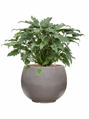 Philodendron Xanadu In Rotunda Urban D 28 H 68 cm - PlantenShop24 - 10-06-2025