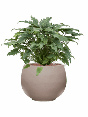 Philodendron Xanadu In Rotunda Urban D 28 H 68 cm - PlantenShop24 - 10-06-2025
