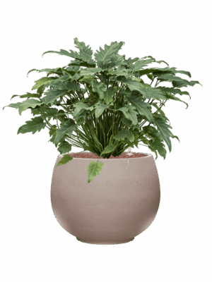 Philodendron Xanadu In Rotunda Urban D 28 H 68 cm - PlantenShop24 - 27-06-2025