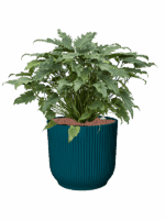 Philodendron Xanadu In Vibes Fold D 28 H 68 cm - PlantenShop24 - 27-06-2025