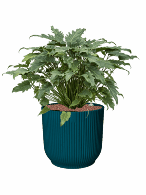 Philodendron Xanadu In Vibes Fold D 28 H 68 cm - PlantenShop24 - 27-06-2025