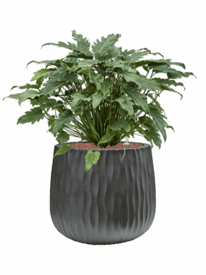 Philodendron Xanadu In Wave D 28 H 72 cm - PlantenShop24 - 27-06-2025
