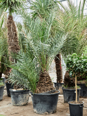 Phoenix Dactylifera D 75 H 340 cm - PlantenShop24 - 17-06-2025